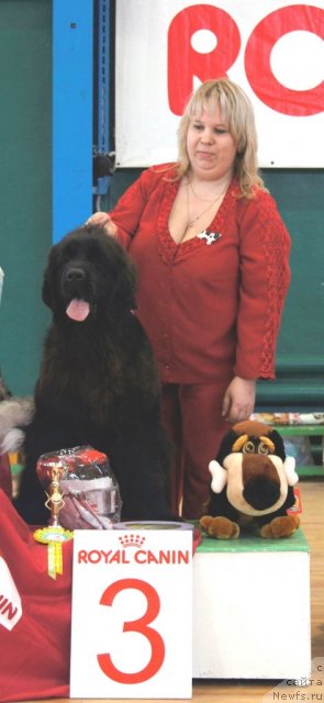 Фото: ньюфаундленд Акватория Келвин Оушен Дрим, Елена Заборова (Брехина)