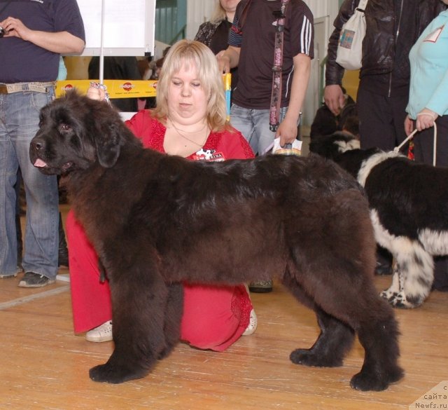 Фото: ньюфаундленд Акватория Келвин Оушен Дрим, Елена Заборова (Брехина)