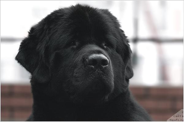 Фото: ньюфаундленд Атлант Бэст