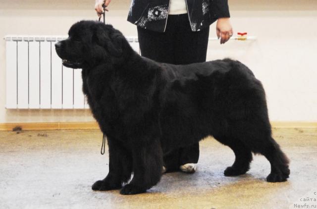 Фото: ньюфаундленд Чаровница из Медвежьего Яра (Charovnitsa   iz Medvejyego Yara)