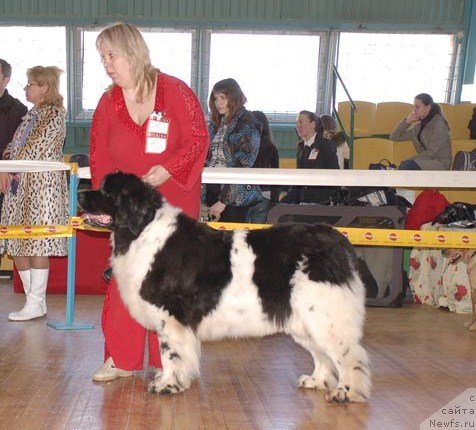Фото: ньюфаундленд Веснушка на Счастье (Vesnushka na Shastie)
