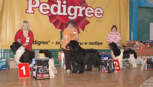 Фото: ньюфаундленд Веснушка на Счастье (Vesnushka na Shastie), ньюфаундленд King of Helluland I'm Precious, ньюфаундленд Супер Премиум Женева (Super Premium Zheneva)