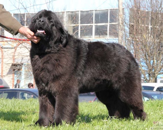 Фото: ньюфаундленд Ростовчанка с Берега Дона (Rostovchanka s Berega Dona)