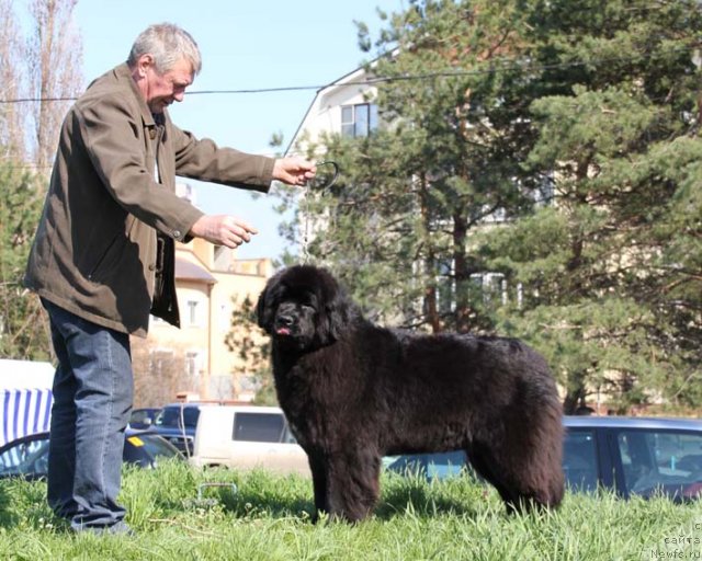 Фото: ньюфаундленд Ростовчанка с Берега Дона (Rostovchanka s Berega Dona)
