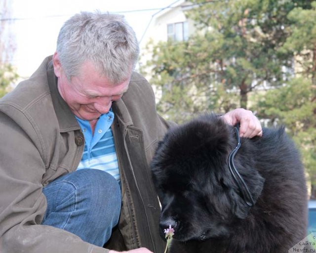 Фото: ньюфаундленд Ростовчанка с Берега Дона (Rostovchanka s Berega Dona)