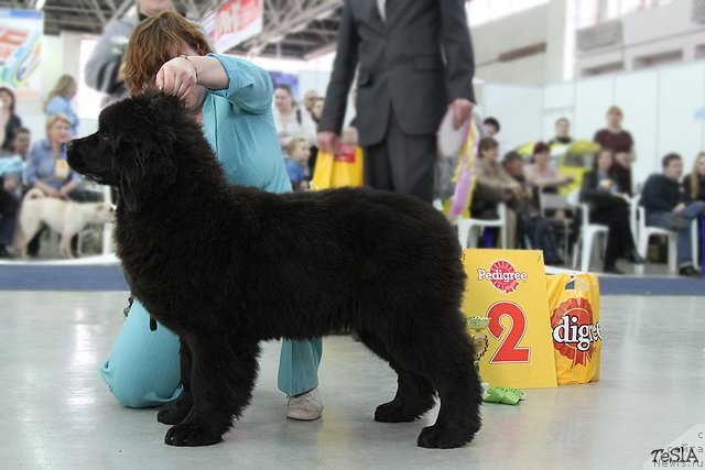 Фото: ньюфаундленд Акватория Келвин Прайм Тайм