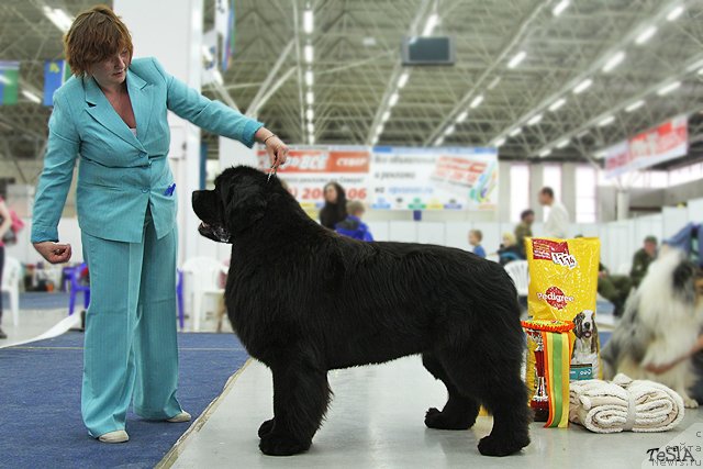Фото: ньюфаундленд Акватория Келвин Инсайдер