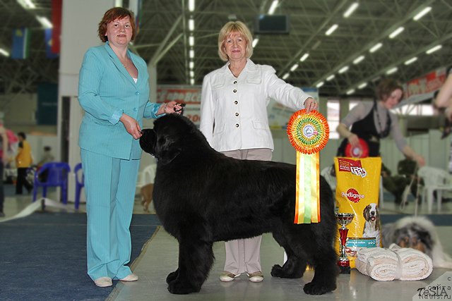 Фото: ньюфаундленд Акватория Келвин Инсайдер