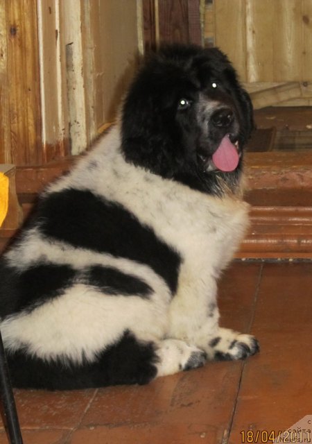 Фото: ньюфаундленд Супер Бизон Екатеринбург (Super Bizon Ekaterinburg)