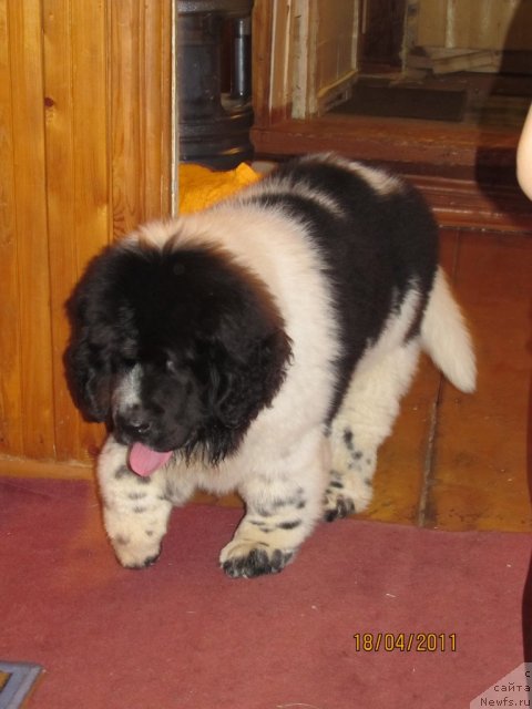 Фото: ньюфаундленд Супер Бизон Екатеринбург (Super Bizon Ekaterinburg)