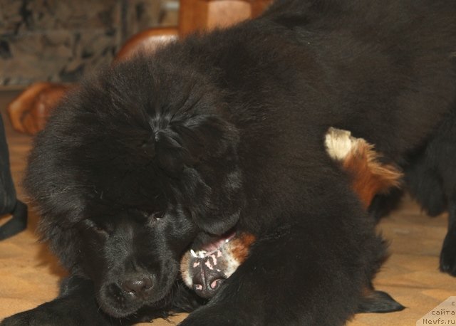 Фотография № 63987