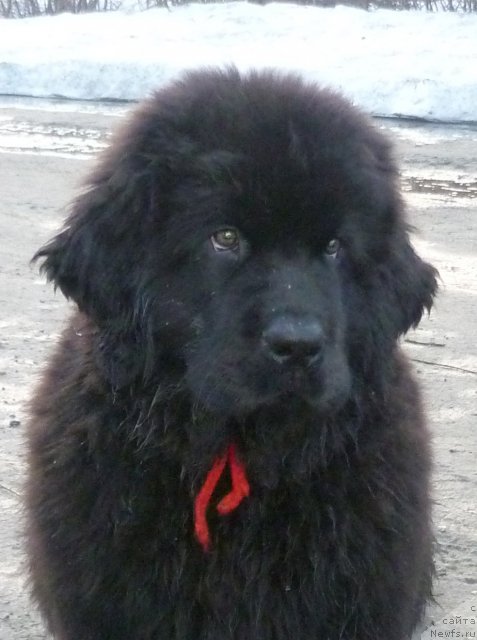 Фото: ньюфаундленд Уютная Долина Бьютифул Стар Фаворит