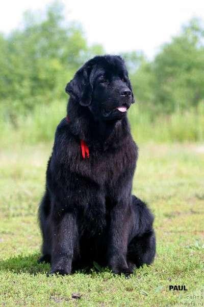 Фото: ньюфаундленд Нью Спейс Темп оф Тринити (Nju Speis' Temp of Trinity)