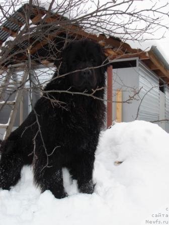 Фото: ньюфаундленд Зардалла (Zardalla)