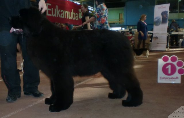 Фото: ньюфаундленд Их Высочество Гиацинта Бриз