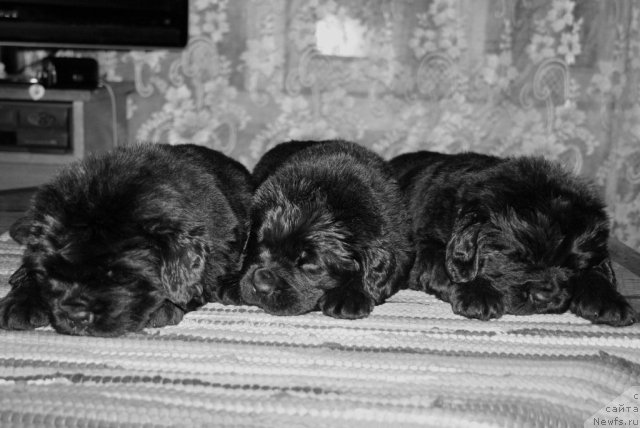 Фото: ньюфаундленд Смигар Осенняя Сказка