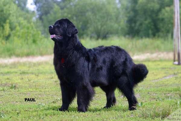 Фото: ньюфаундленд Нью Спейс Темп оф Тринити (Nju Speis' Temp of Trinity)