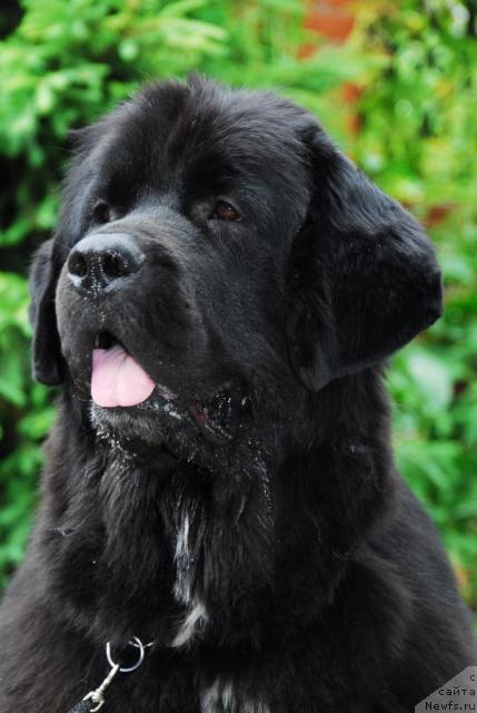 Фото: ньюфаундленд Сент Джонс Жанна Д'Арк (Sent Djons Zanna D'Ark)