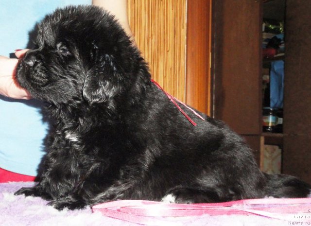 Фото: Сука розовая лента от Тары и Брендона