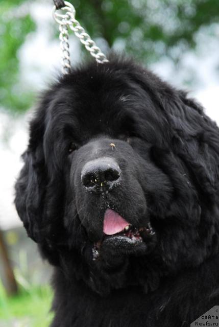 Фото: ньюфаундленд Owasco Harleydavidson