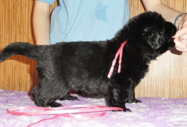 Фото: Сука розовая лента от Тары и Брендона