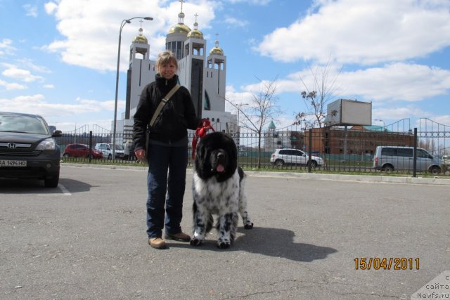 Фото: ньюфаундленд Плюшевая Панда Стиль-Санкт-Петербурга