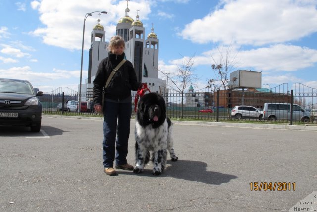 Фото: ньюфаундленд Плюшевая Панда Стиль-Санкт-Петербурга