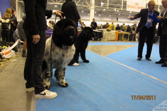 Фото: ньюфаундленд Плюшевая Панда Стиль-Санкт-Петербурга