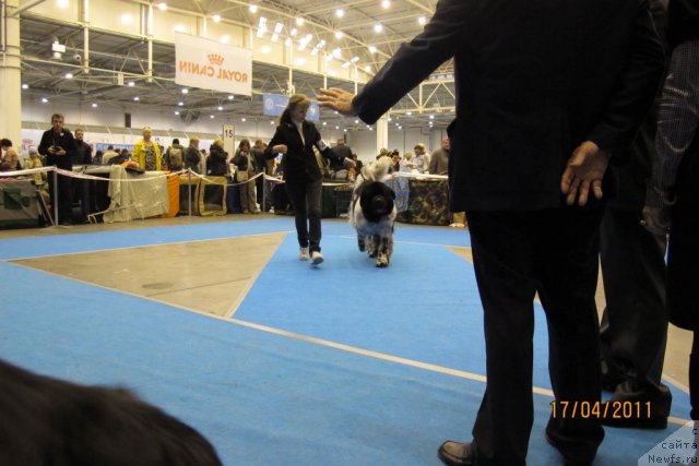 Фото: ньюфаундленд Плюшевая Панда Стиль-Санкт-Петербурга