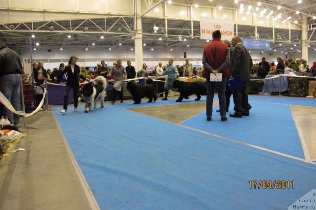 Фото: ньюфаундленд Плюшевая Панда Стиль-Санкт-Петербурга, ньюфаундленд Just For My Heart Midnight Bear, ньюфаундленд Midnight Lady's Voodoo Priest