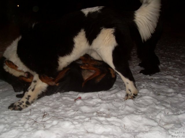 Фото: ньюфаундленд Aleze Beautiful Princess Aqua Pearl, Тирекс