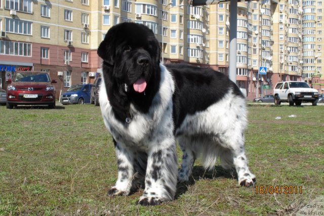 Фото: ньюфаундленд Плюшевая Панда Стиль-Санкт-Петербурга