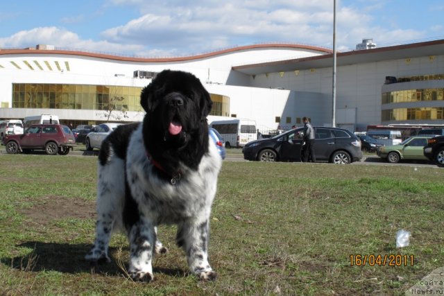 Фото: ньюфаундленд Плюшевая Панда Стиль-Санкт-Петербурга