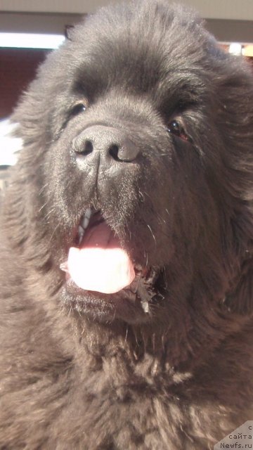 Фото: ньюфаундленд Ньюфорт Блеск Домино