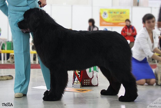 Фото: ньюфаундленд Акватория Келвин Нозерн Спирит (Aquatoriya Kelvin Northern Spirit)