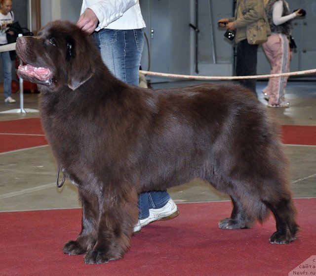 Фото: ньюфаундленд Октябрина с Берега Дона (Oktjabrina s Berega Dona)