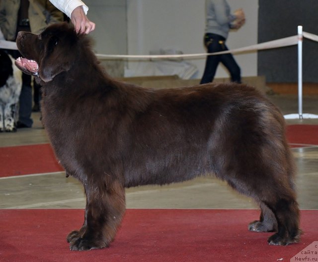 Фото: ньюфаундленд Октябрина с Берега Дона (Oktjabrina s Berega Dona)