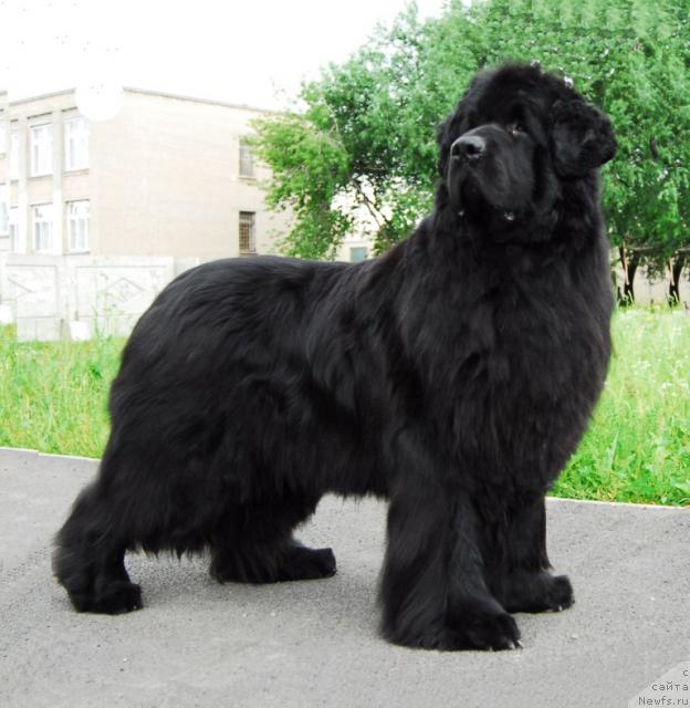 Фото: ньюфаундленд Owasco Harleydavidson