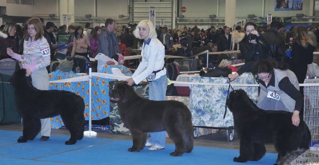 Фото: ньюфаундленд King of Helluland Magic Moment, ньюфаундленд Октябрина с Берега Дона (Oktjabrina s Berega Dona), ньюфаундленд Topgallant's Beauty Baby