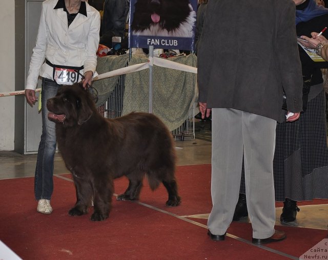 Фото: ньюфаундленд Октябрина с Берега Дона (Oktjabrina s Berega Dona)