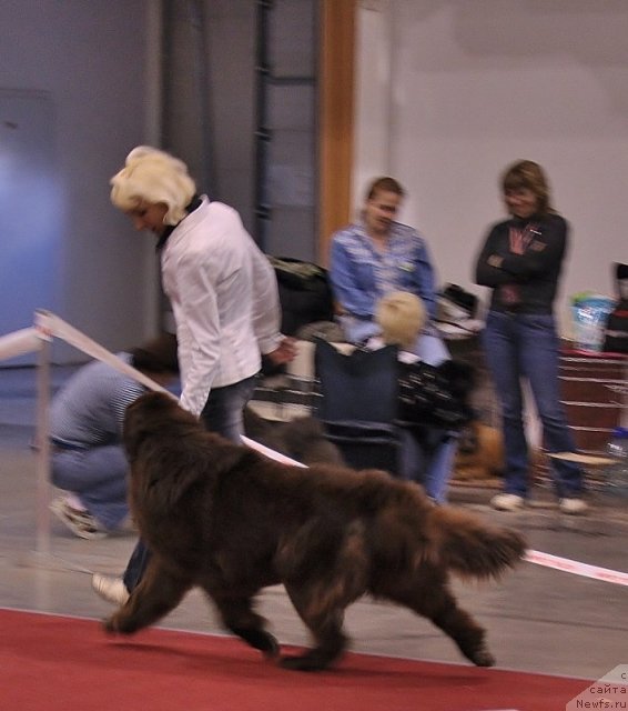 Фото: ньюфаундленд Октябрина с Берега Дона (Oktjabrina s Berega Dona), Юлия Токарчук