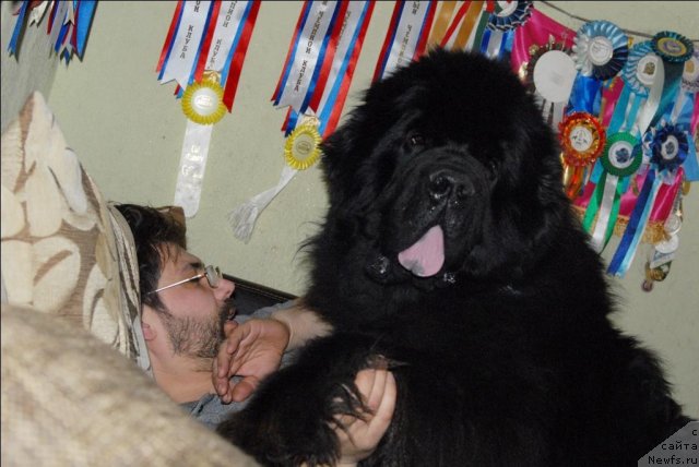 Фото: ньюфаундленд Kloofbears My Dream for Sent Djons