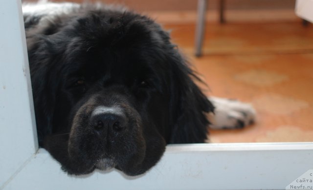 Фото: ньюфаундленд Кипер Соул Жемчужина Белая