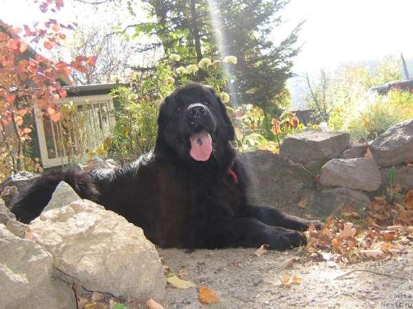 Фото: ньюфаундленд Нью Спейс Темп оф Тринити (Nju Speis' Temp of Trinity)