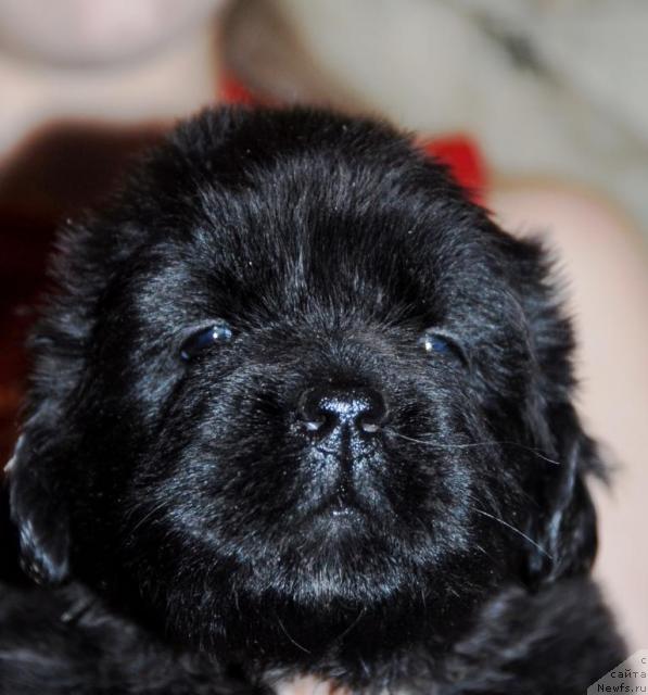 Фото: ньюфаундленд Сент Джонс Нирвана