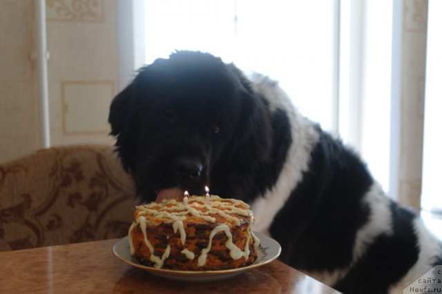 Фото: ньюфаундленд Кипер Соул Жемчужина Белая