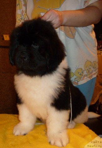 Фото: ньюфаундленд Супер Премиум Зиппи Сенсейшен