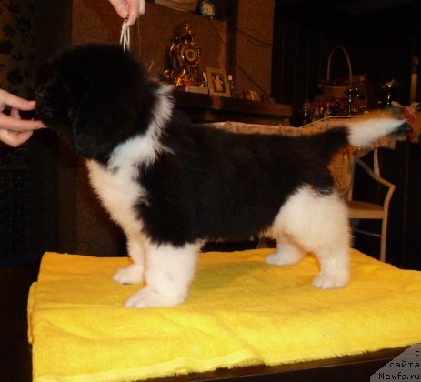 Фото: ньюфаундленд Супер Премиум Зиппи Сенсейшен