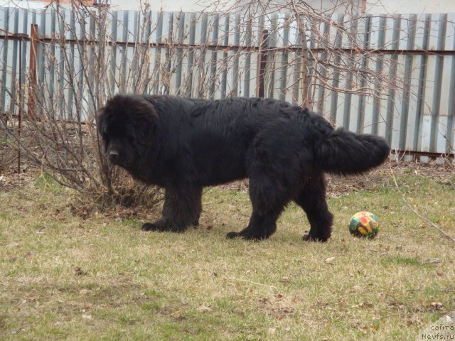 Фото: ньюфаундленд Их Высочество Глория Айрис (Ih Visochestvo Gloria Airis)