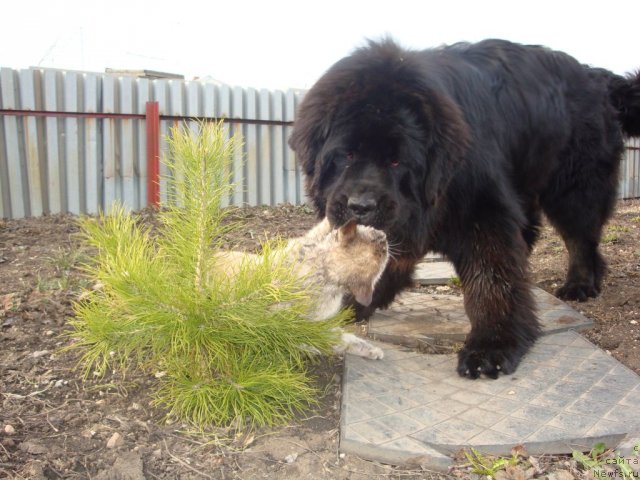 Фото: ньюфаундленд Их Высочество Глория Айрис (Ih Visochestvo Gloria Airis), кот Федор